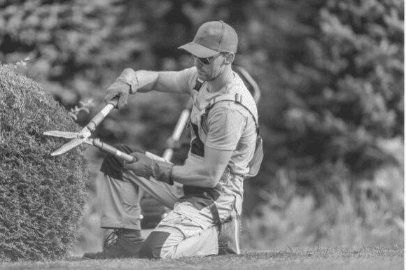 Landscaper trimming hedges on bush