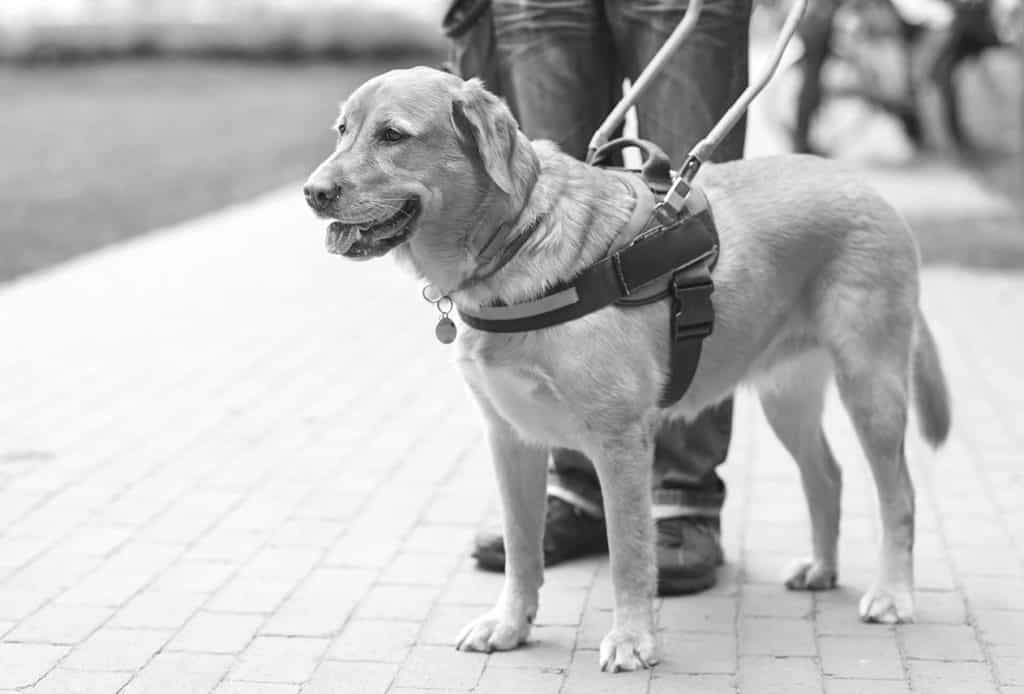 Wavestone accueille Peanuts, un chien guide d’aveugle